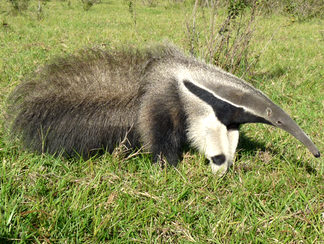 relevamiento-flora-fauna